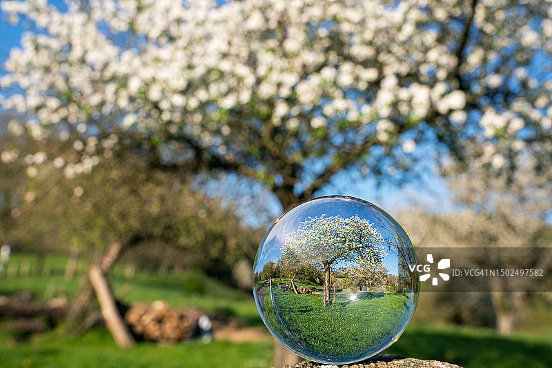 德国树上的水晶球特写图片素材