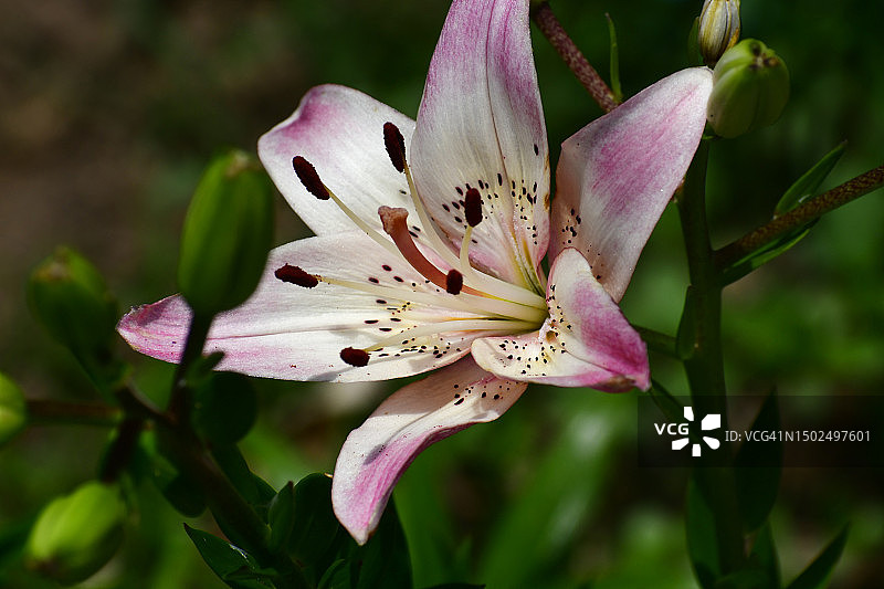 粉色百合花特写图片素材