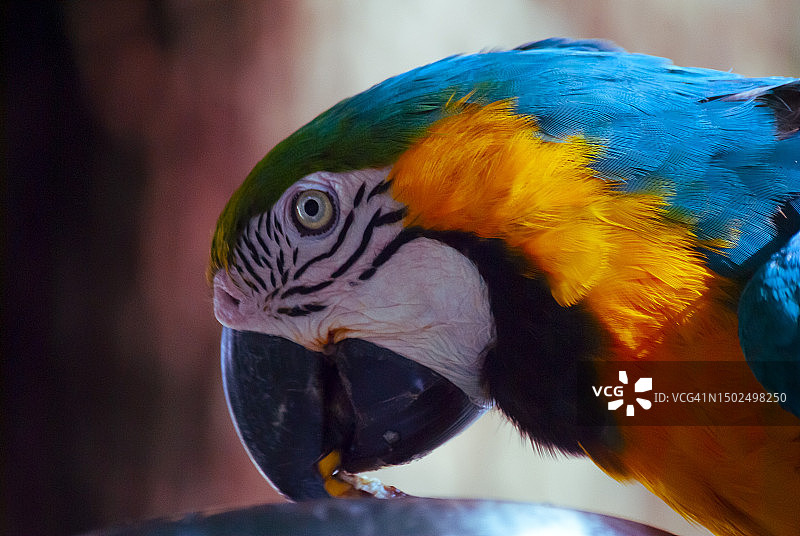 危地马拉金蓝金刚鹦鹉特写图片素材