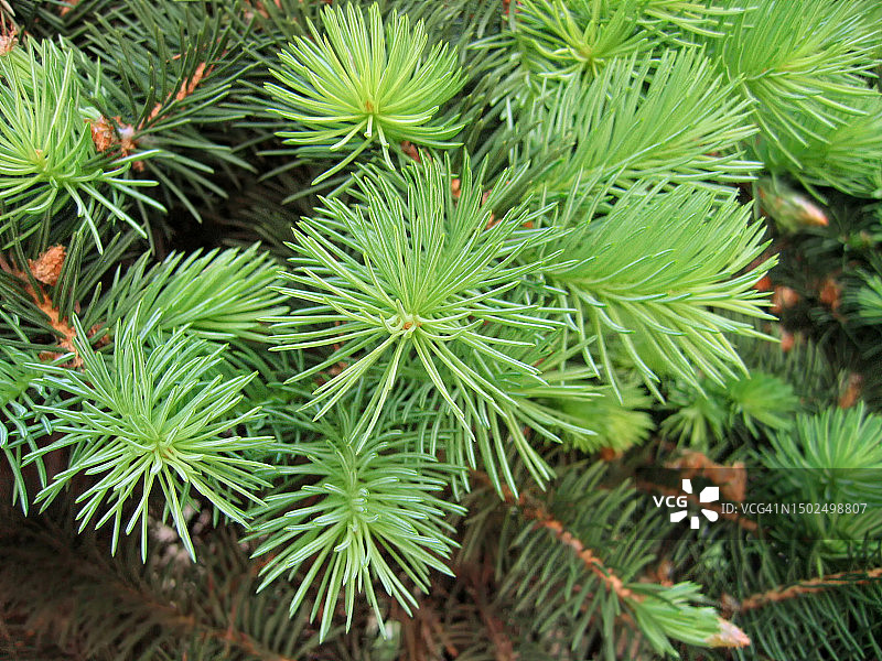 俄罗斯的松树高角度视图图片素材