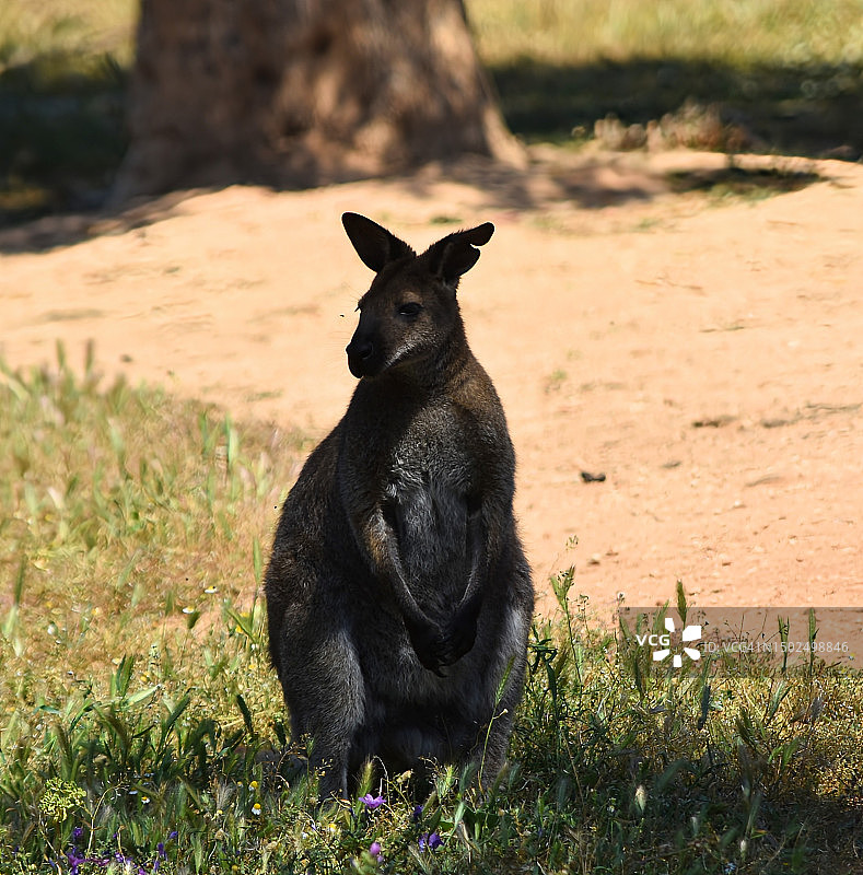 坐在希腊田野里的袋鼠肖像图片素材