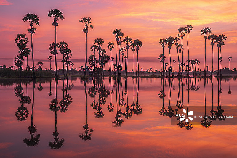 泰国巴吞他尼府三科县日落时湖边的棕榈树剪影图片素材