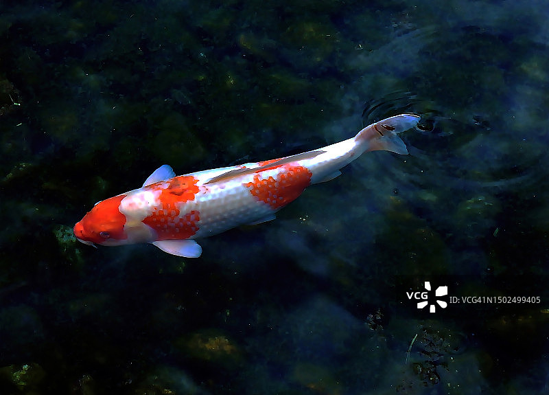 日本东京海中锦鲤游泳的特写图片素材