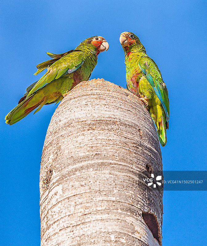 开曼群岛：木头上的鸟儿低角度视角图片素材