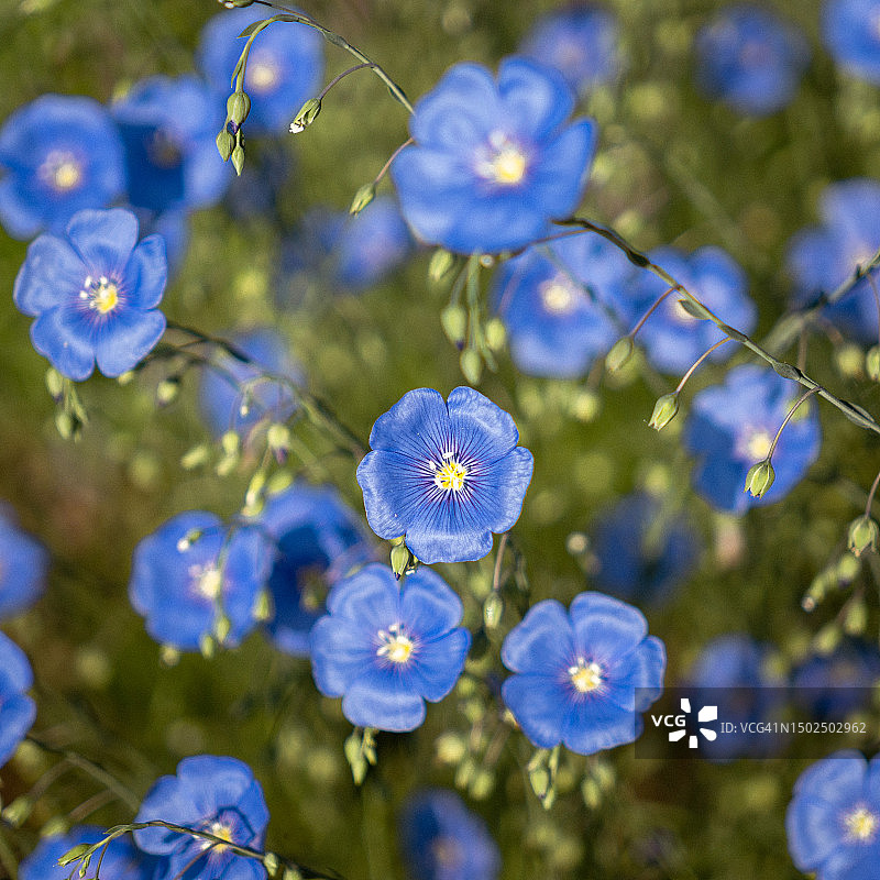 法国康塔尔蓝色植物特写图片素材