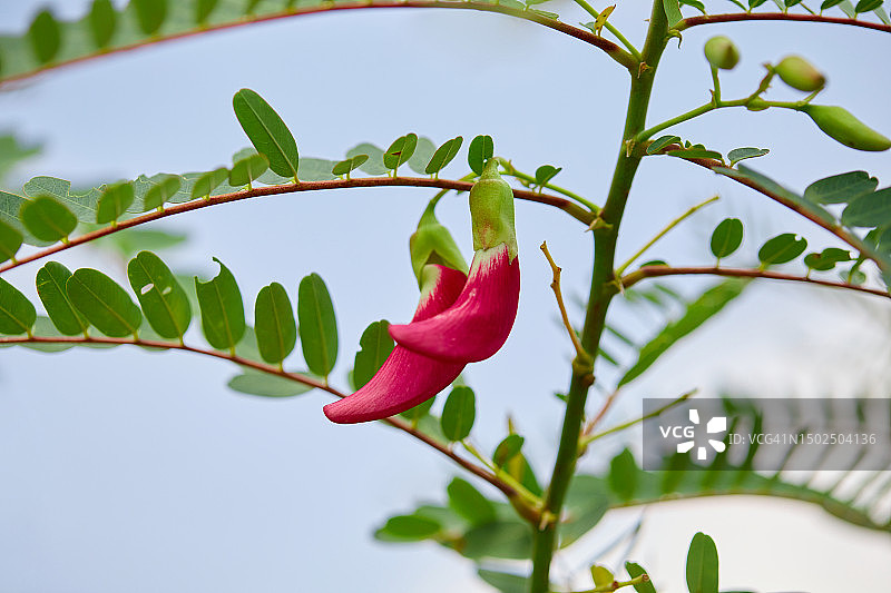 泰国沙缴府粉色植物特写图片素材