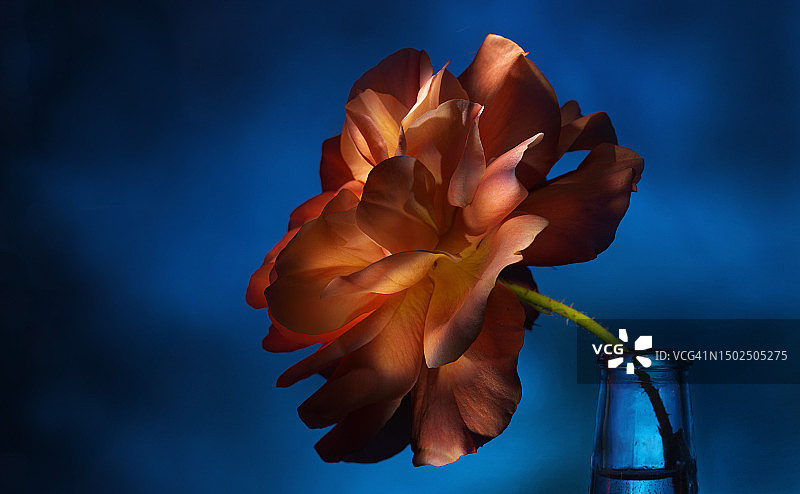 桌子上花瓶中的花朵特写，法兰克福，德国图片素材