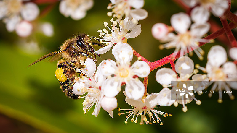 法国比斯卡罗斯花朵上蜜蜂特写图片素材