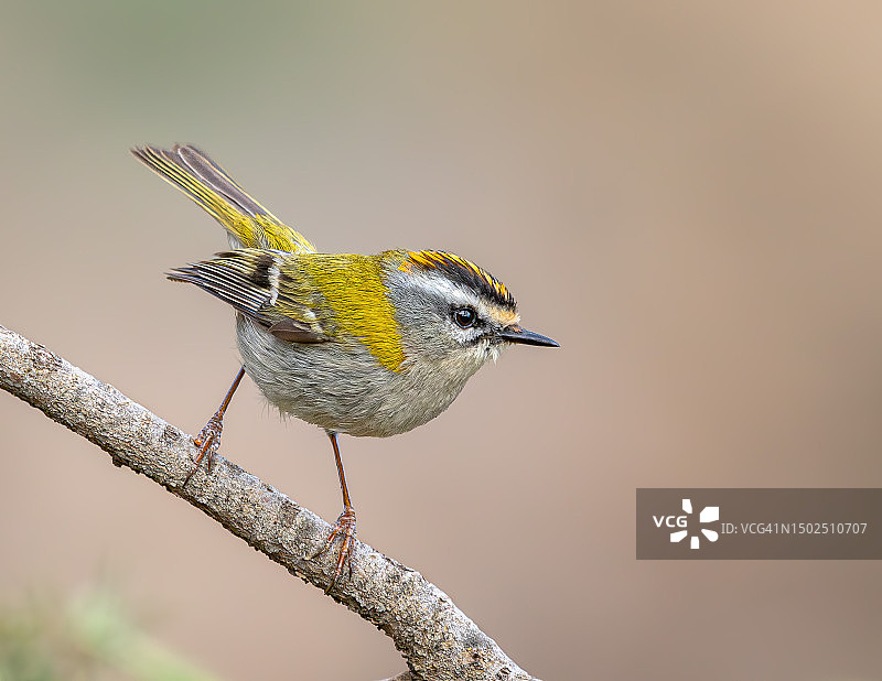 鸣禽栖息在树枝上的特写图片素材