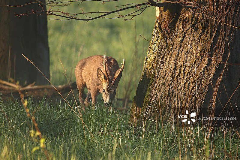 猎豹站在草地上的侧面图图片素材