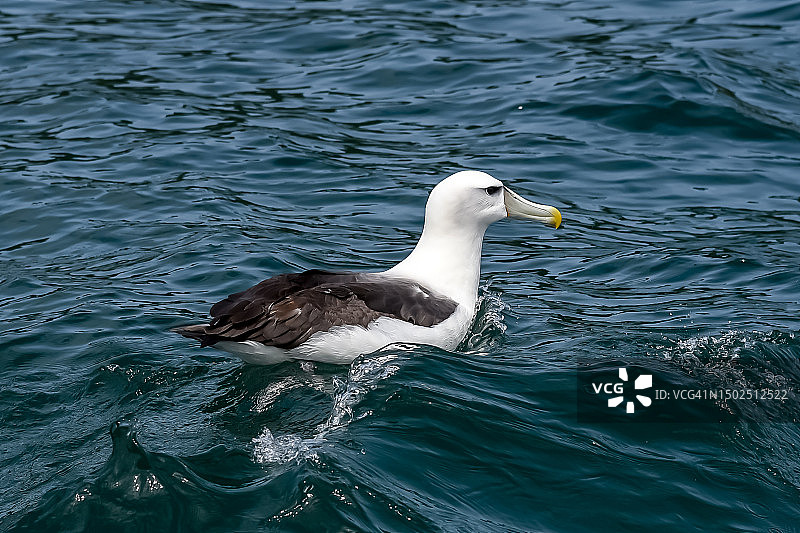 新西兰峡湾国家公园信天翁在湖中游泳的高角度景观图片素材