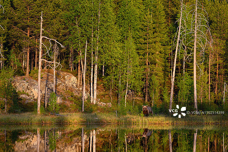 芬兰卡亚尼森林湖泊风光图片素材