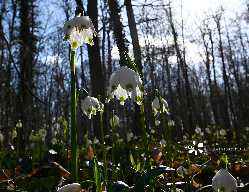 田野上的白色开花植物特写，德国魏玛图片素材