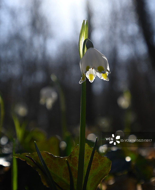 德国魏玛白色开花植物特写图片素材