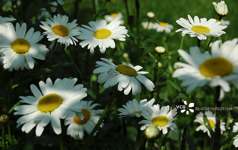 德国魏玛白色雏菊花朵特写图片素材
