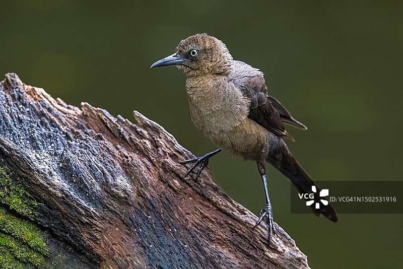 栖息在木头上的鸣禽特写，印度马哈拉施特拉邦那格浦尔地区图片素材