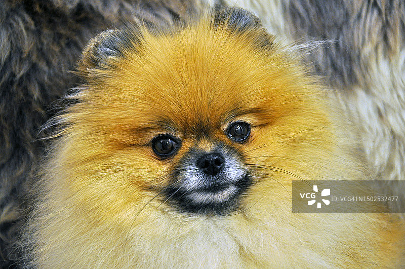 泰国，膝上博美犬的特写图片素材