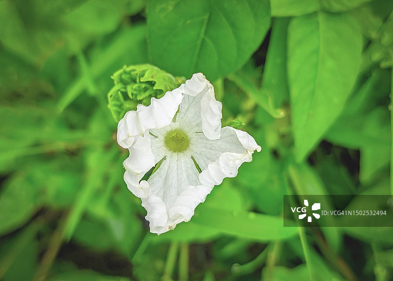 白色开花植物特写图片素材