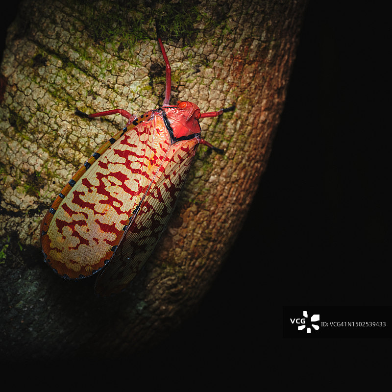 树干上的昆虫特写图片素材