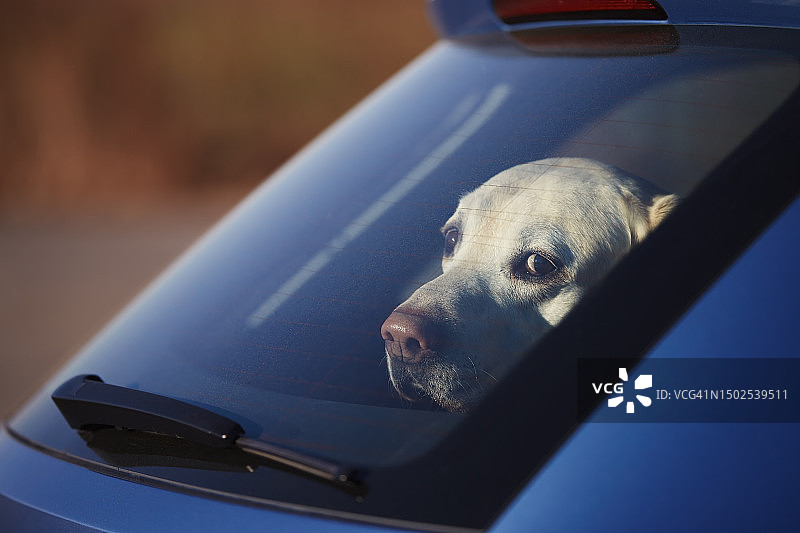 透过车窗看的拉布拉多寻回犬特写，捷克共和国图片素材