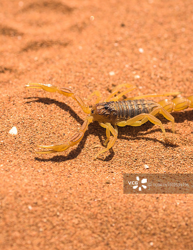 摩洛哥沙滩上的螃蟹特写图片素材