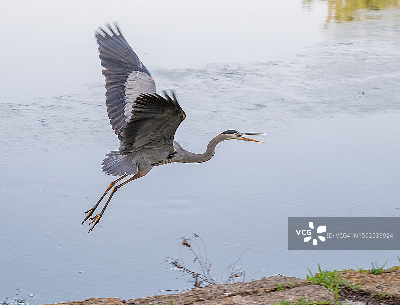 美国堪萨斯州，Overland公园：苍鹭飞越湖面图片素材