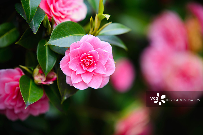 粉色开花植物特写图片素材