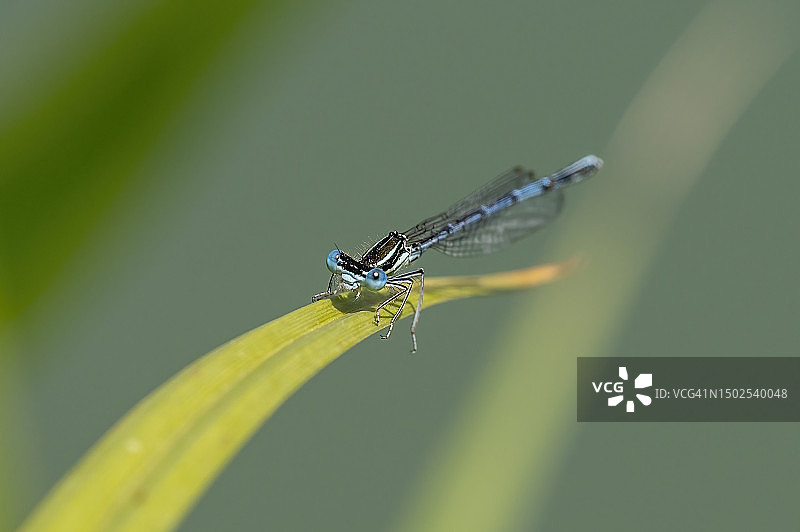 豆娘在叶子上的特写图片素材