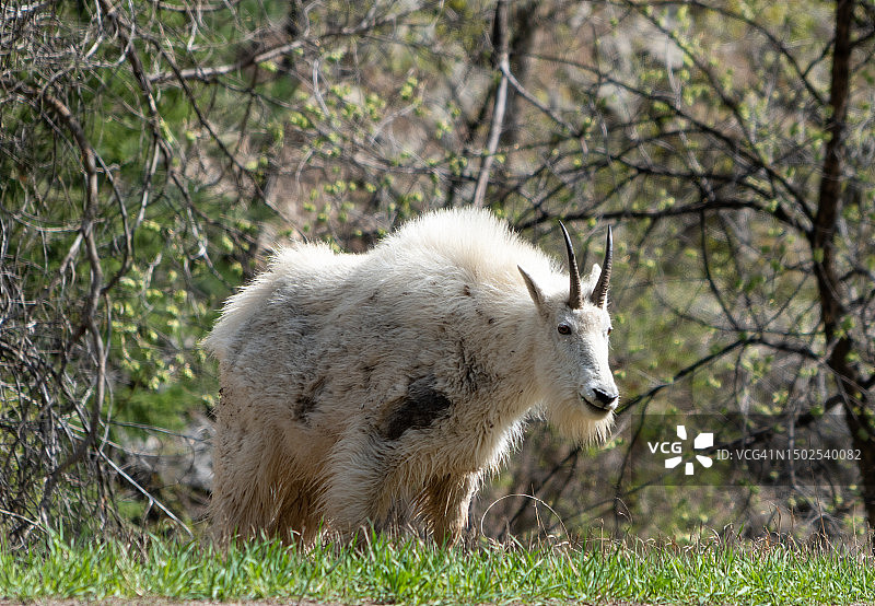站立在田野上的狗的特写图片素材