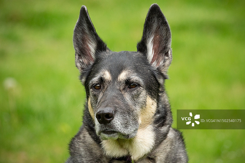 纯种狗在加拿安大略省田野上的特写图片素材