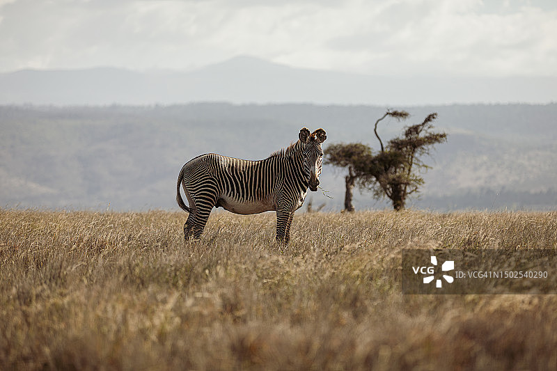 斑马站在草地上，天空为背景的侧面视角图片素材