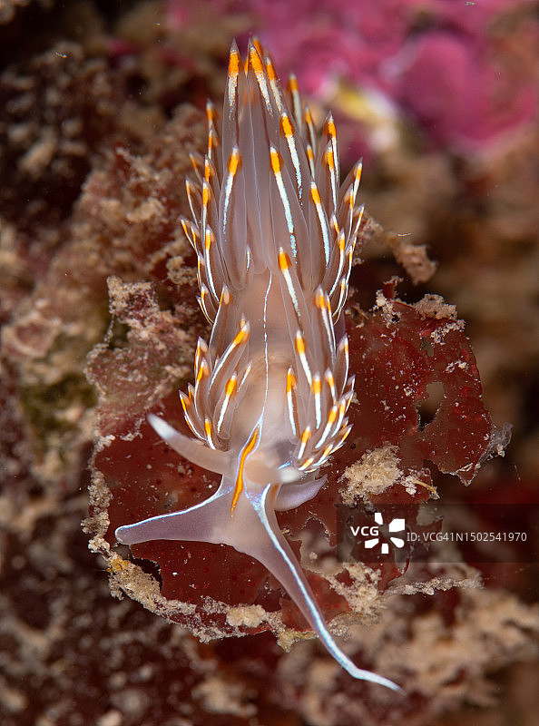 鱼在海里游泳的特写图片素材