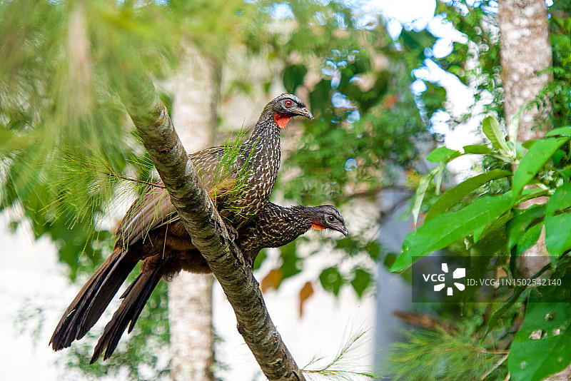 仰视角度拍摄的热带鸟类栖息在树上图片素材