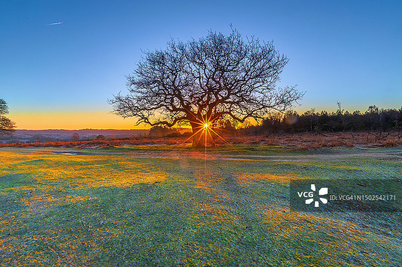 日落时分，英国林德赫斯特明斯特德的田野上的树木，天空晴朗图片素材