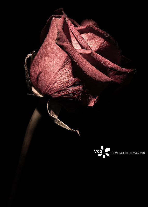 黑色背景下的凋谢玫瑰特写图片素材