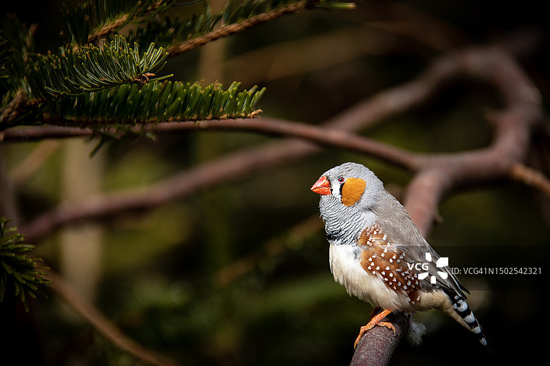 北德 horn 动物园栖息在树枝上的斑胸草雀特写图片素材