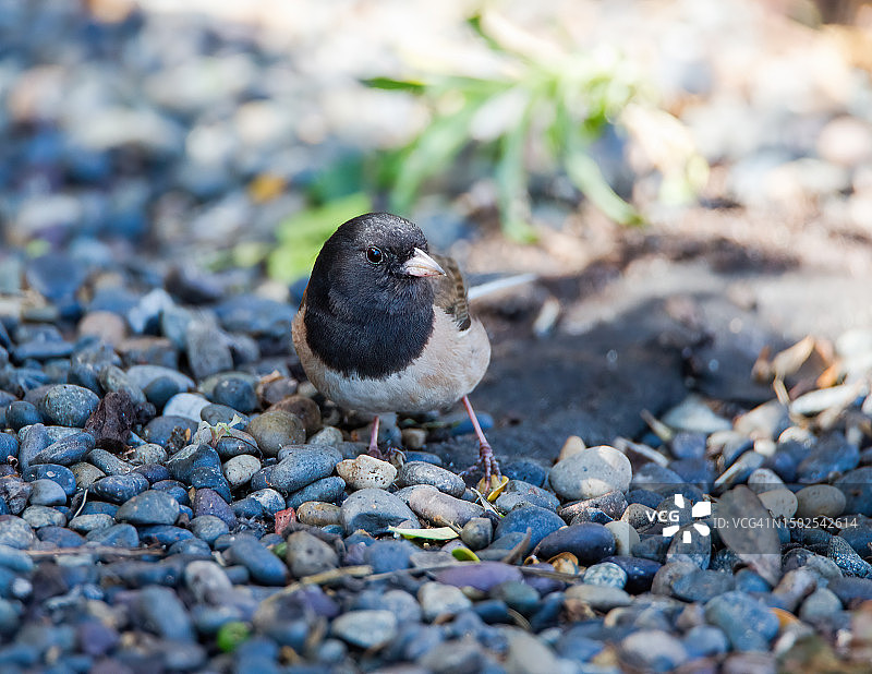 栖息在鹅卵石上的深色鸟类特写图片素材