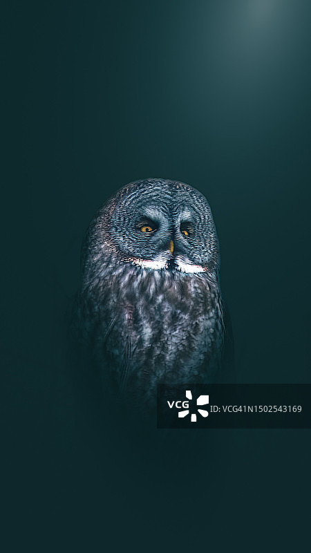 猫头鹰的特写肖像，黑色背景图片素材