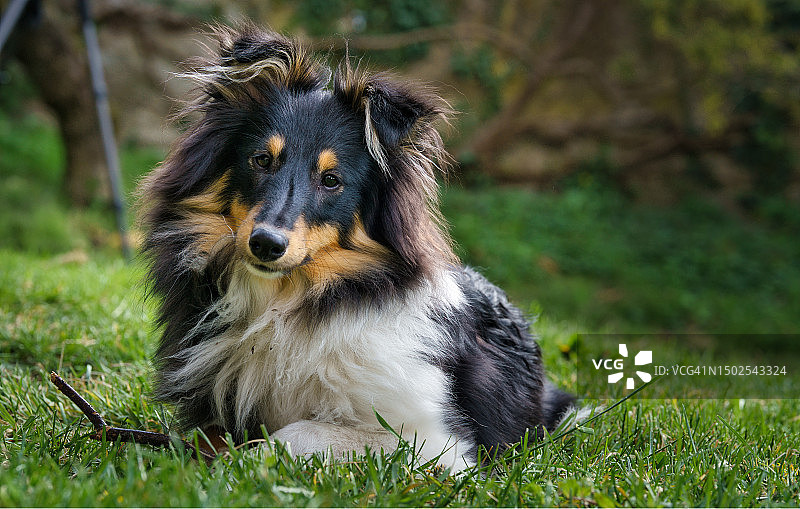 设德兰牧羊犬特写肖像，意大利科莫 Canzo图片素材
