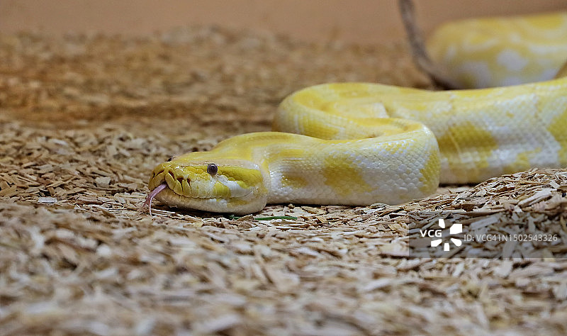 蟒蛇在田野上的特写，法国图片素材