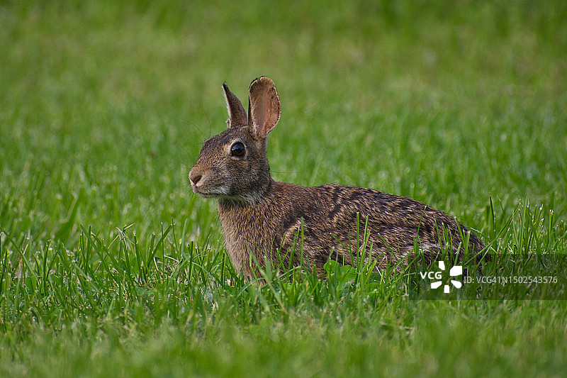 草地上的棉尾兔侧面图片素材
