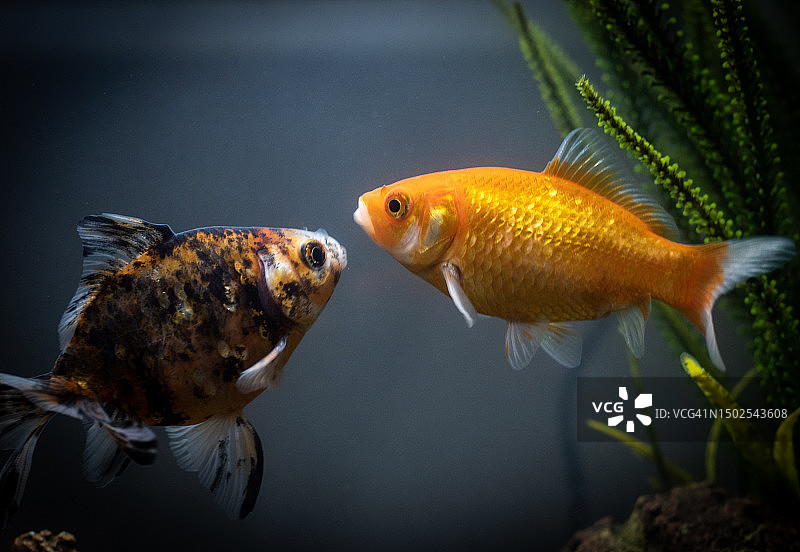 水族箱中游动的兰寿金鱼特写图片素材
