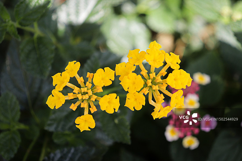 黄色开花植物特写图片素材