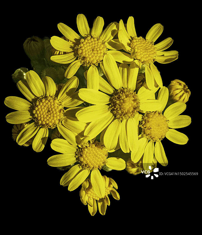 俄亥俄州迈阿密斯堡的黄色花朵特写图片素材