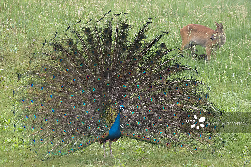 草地上孔雀俯视图图片素材
