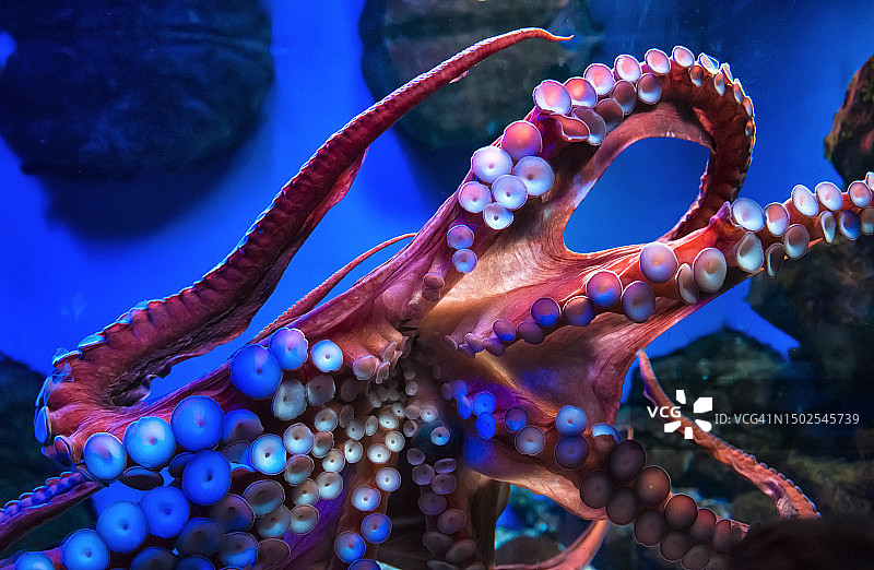 海星特写图片素材