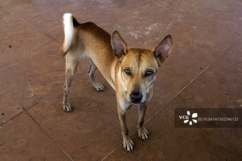 狗站在菲律宾人行道上的高角度照片图片素材