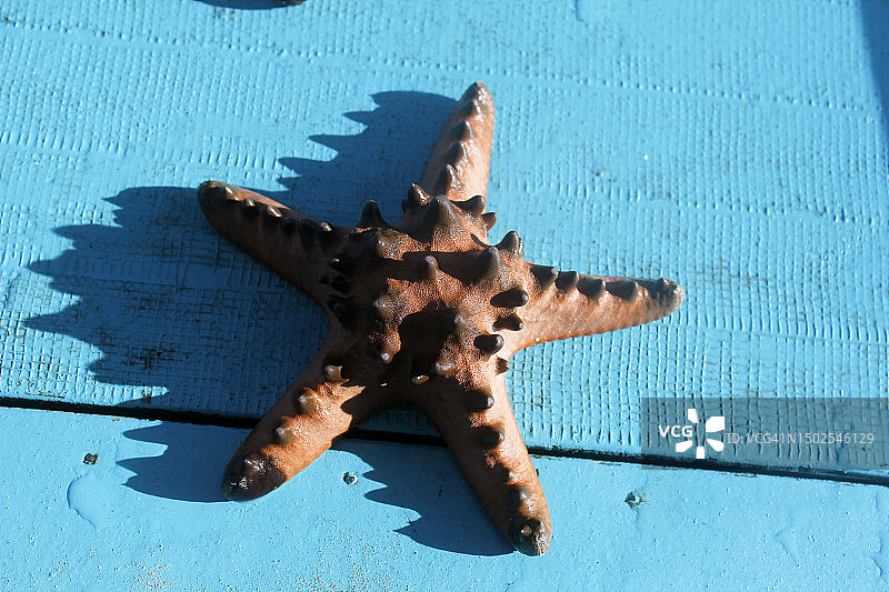 高角度拍摄的蓝色桌子上的海星，菲律宾图片素材