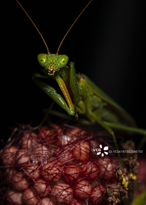 新西兰克赖斯特彻奇植物上的蚱蜢特写图片素材