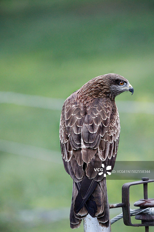 栖息在栏杆上的老鹰特写图片素材